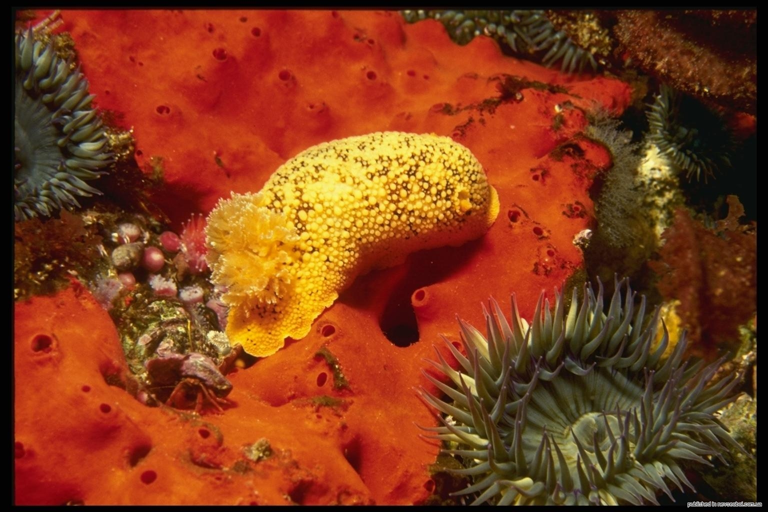 Морские ползающие по дну беспозвоночные. Кораллы под микроскопом. Морское дно текстура. Молеобразные. Цікаве про підводний світ для дітей презентація.