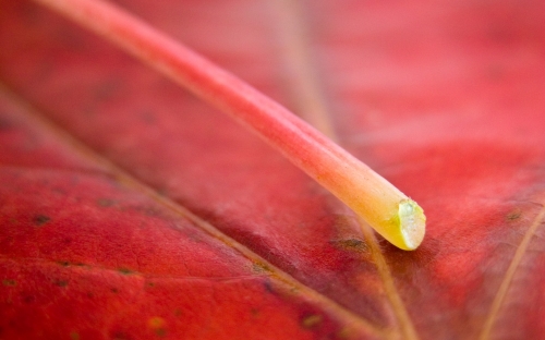 Flowers and Leaves HD wallpapers (150 wallpapers)