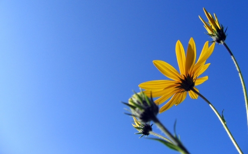 Flowers and Leaves HD wallpapers (150 wallpapers)