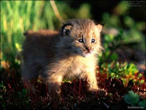 Wallpaper baby animals (150 wallpapers)