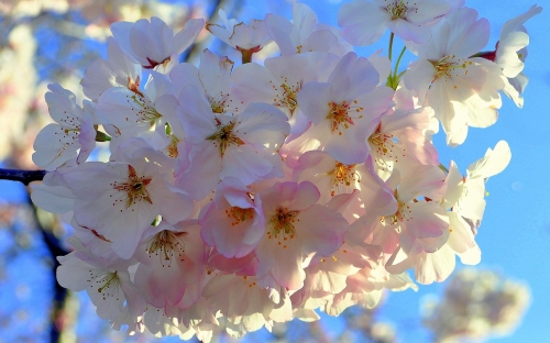 Flowers WideScreen Wallpapers #6 (65 wallpapers)