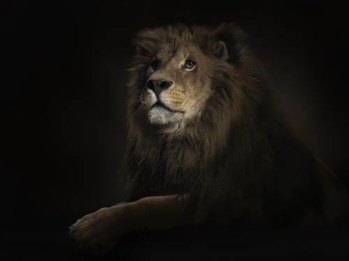 Airena wallapack 87 - Lions (160 wallpapers)