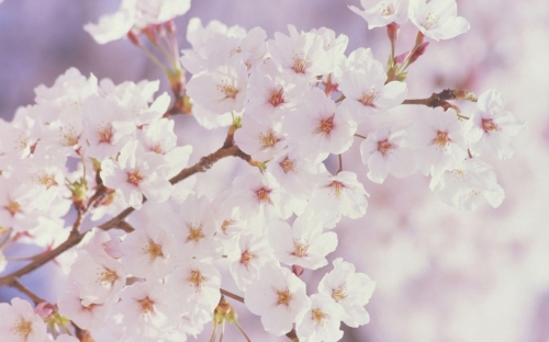 Flowers WideScreen Wallpapers #8 (70 wallpapers)