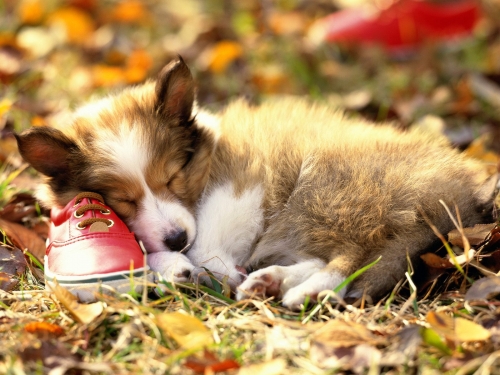 Cute Dogs Wallpapers Collection (65 wallpapers)