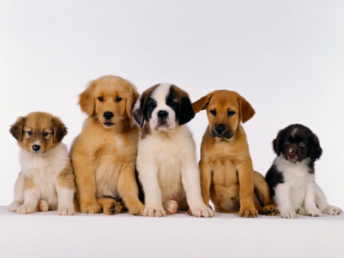 Cute Dogs Wallpapers Collection (65 wallpapers)