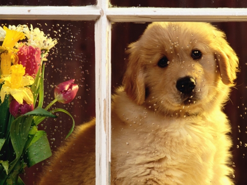 Cute Dogs Wallpapers Collection (65 wallpapers)