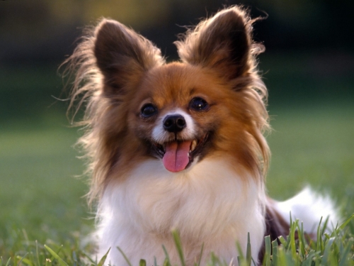 Cute Dogs Wallpapers Collection (65 wallpapers)