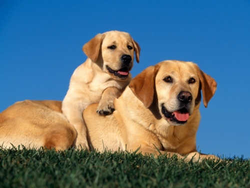 Cute Dogs Wallpapers Collection (65 wallpapers)