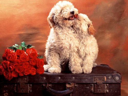 Cute Dogs Wallpapers Collection (65 wallpapers)