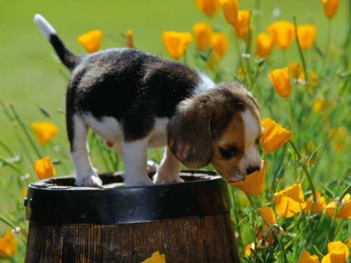 Cute Dogs Wallpapers Collection (65 wallpapers)