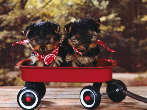 Cute Dogs Wallpapers Collection (65 wallpapers)