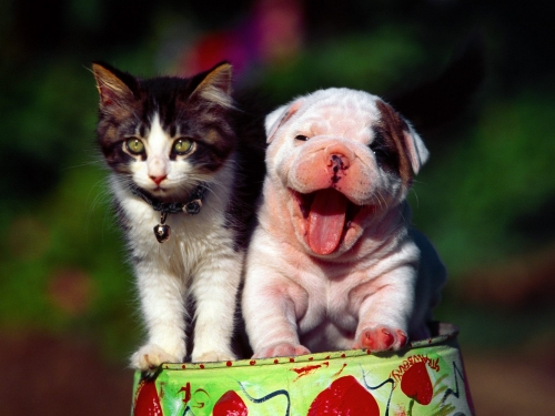 Cute Dogs Wallpapers Collection (65 wallpapers)