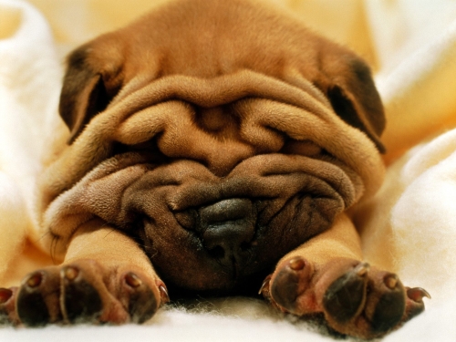 Cute Dogs Wallpapers Collection (65 wallpapers)