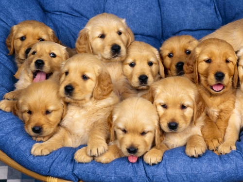 Cute Dogs Wallpapers Collection (65 wallpapers)