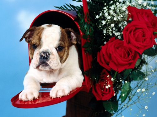 Cute Dogs Wallpapers Collection (65 wallpapers)