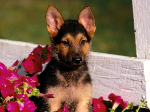 Cute Dogs Wallpapers Collection (65 wallpapers)