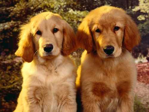 Cute Dogs Wallpapers Collection (65 wallpapers)