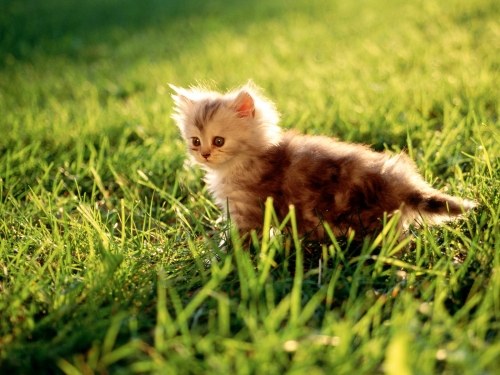 Cute Animals Wallpapers (50 wallpapers)