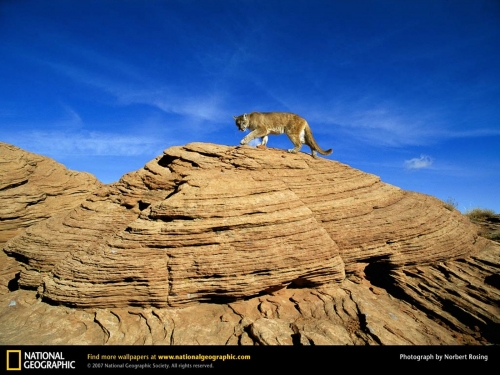 Amazing National Geographic Wallpapers (100 wallpapers)