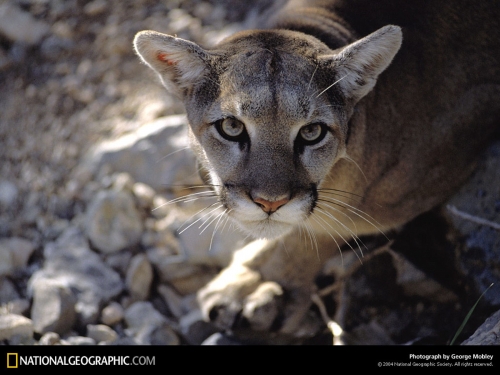 Amazing National Geographic Wallpapers (100 wallpapers)