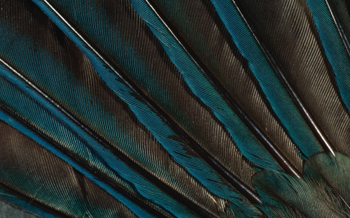 Feathers (40 wallpapers)