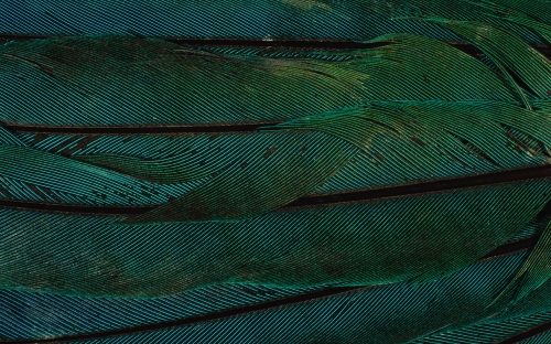 Feathers (40 wallpapers)