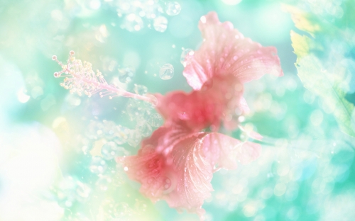 Floral Backgrounds (80 wallpapers)