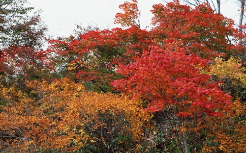 Beautiful Autumn Trees (40 wallpapers)