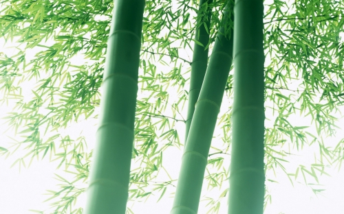 Bamboo Wallpapers (40 wallpapers)