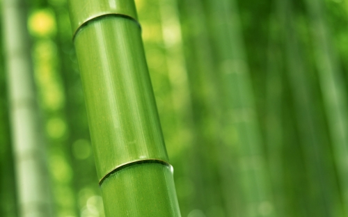 Bamboo Wallpapers (40 wallpapers)