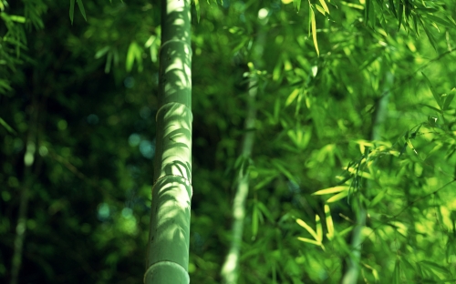 Bamboo Wallpapers (40 wallpapers)