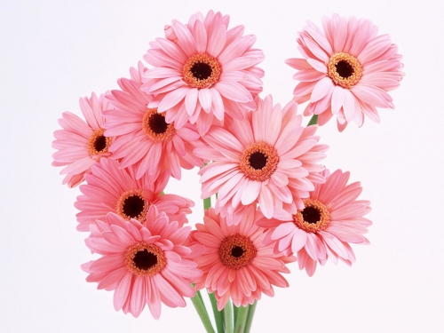 Wallpapers - Bouquets (105 wallpapers)