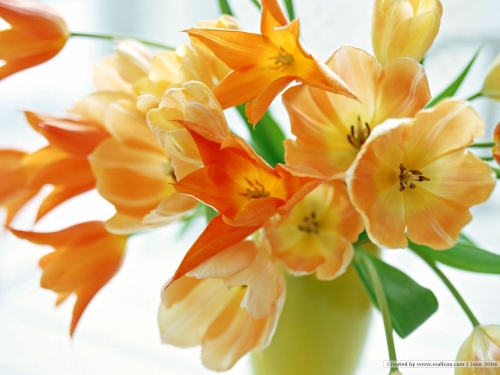 Wallpapers - Bouquets (105 wallpapers)