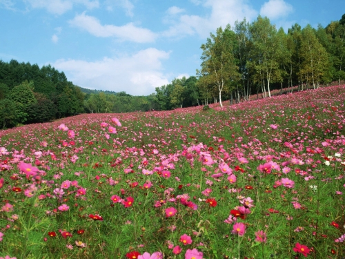 Wallpapers - Nature of Japan Pack [HQ] (50 wallpapers)