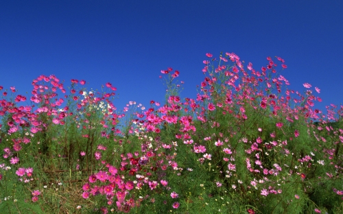 Wallpapers - Nature of Japan Pack#2 [HQ] (50 wallpapers)