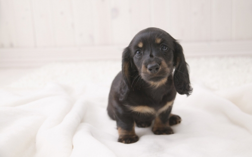 Iniature Dachshund (42 wallpapers)