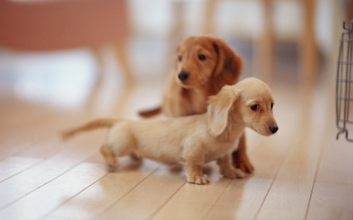 Iniature Dachshund (42 wallpapers)