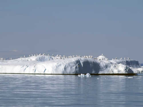 Wallpapers - Arctic Landscapes Pack (43 wallpapers)