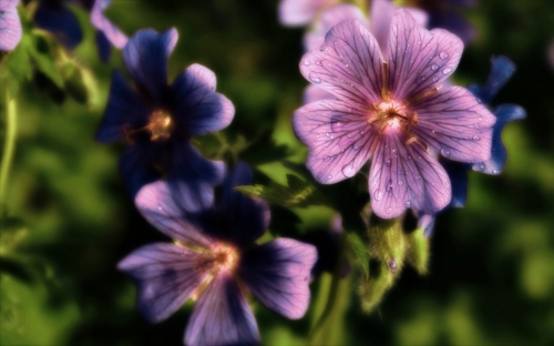 Flowers WideScreen Wallpapers 12 (54 wallpapers)