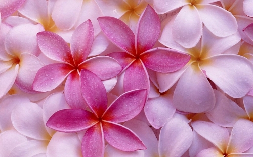 Flowers WideScreen Wallpapers 12 (54 wallpapers)