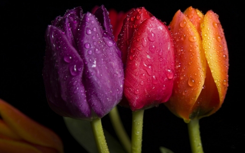 Flowers WideScreen Wallpapers 12 (54 wallpapers)