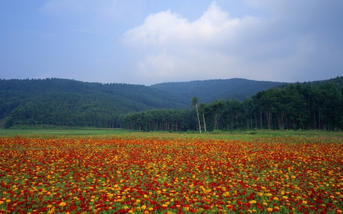 Wallpapers - Nature of Japan Pack#6 [HQ] (50 wallpapers)