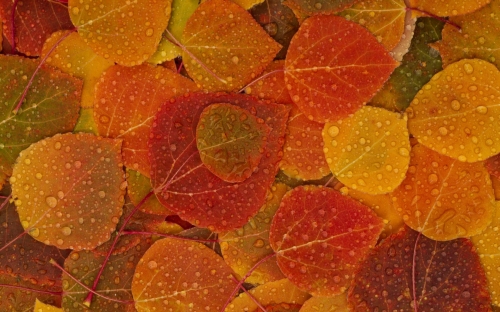 Autumn (45 wallpapers)