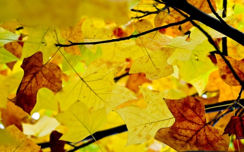 Autumn (45 wallpapers)