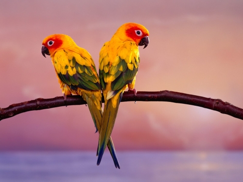 Birds (100 wallpapers)