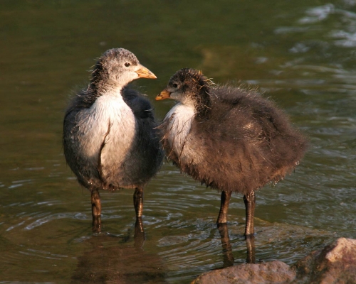 Birds (100 wallpapers)