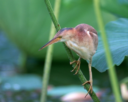 Birds (100 wallpapers)