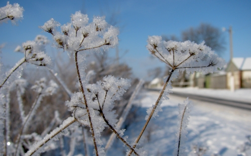 Under the snow (39 wallpapers)