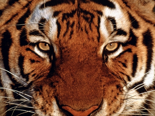 Lions and Tigers (67 wallpapers)