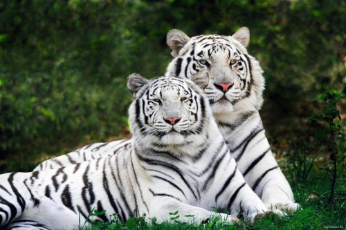 Lions and Tigers (67 wallpapers)